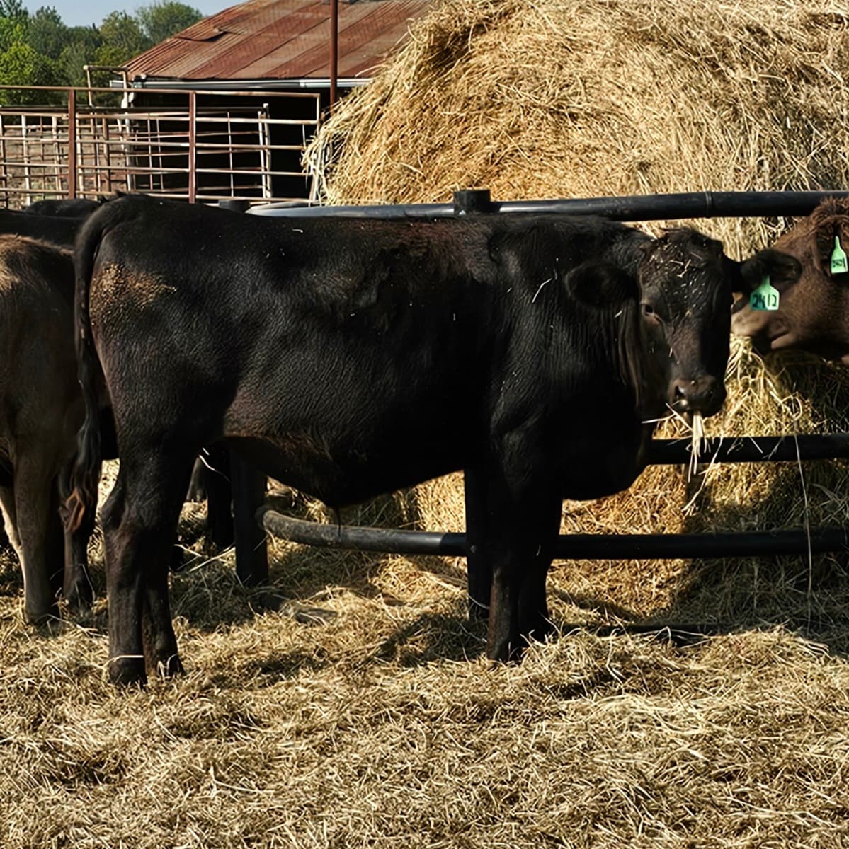 Wagyu steer